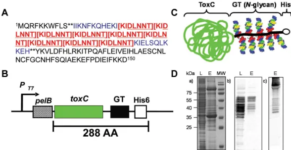 Figure 1.  he protein-based C. jejuni N-glycan vaccine. (A) he irst 150 amino acids of the C