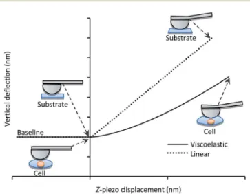 Fig. 1 displays the de  ection of the AFM cantilever as a function of the vertical displacement of the z-piezo device when indenting so  (i.e., single cells) and hard materials