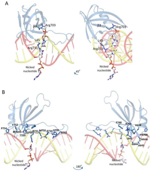 Figure 8. Detailed interactions established by the A1 OB domain with dsRNA. (A) Interactions of the A1 OB domain (purple rendering) with the nicked nucleotide on the broken RNA strand (red rendering) and with its complementary nucleotide from the template 