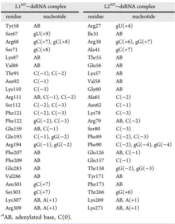 Table 2. List of the Protein−RNA Interactions in the Simulated L1 NT −dsRNA and L2 NT −dsRNA Complexes a