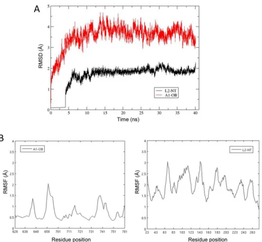 Figure 5. Structural dynamics of the L2 NT −dsRNA−A1 OB complex. (A) rms deviations of backbone atoms of bound A1 OB and L1 NT domains in the complex with respect to the initial structure during the course of MD simulation