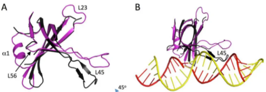 Figure 7. Conformational change in the A1 OB domain predicted to occur upon binding to dsRNA