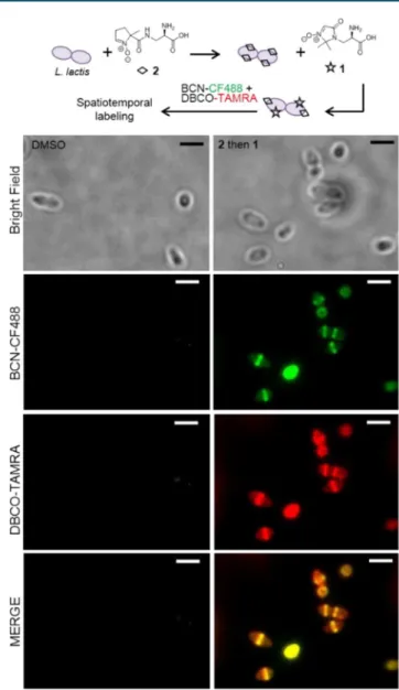 Figure 2. Spatiotemporal labeling of L. lactis detected via dual SPANC.