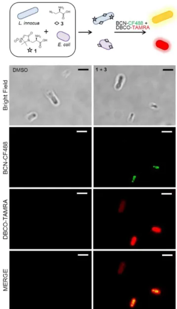Figure 3. Discrimination of bacterial strains in coculture through dual SPANC/SPAAC. E
