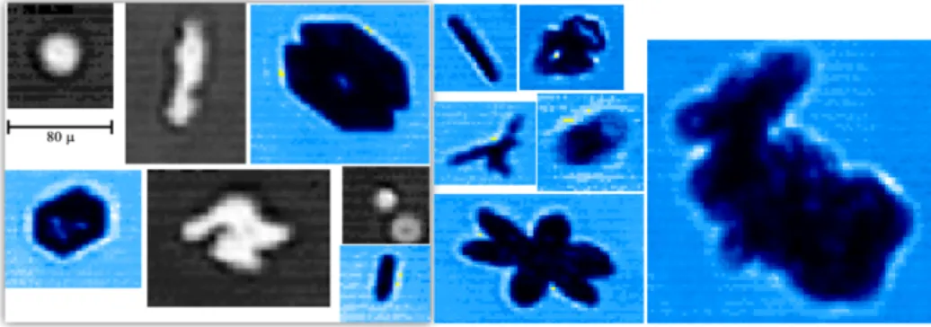 Figure 4. Images of ice particles in CLOUD captured by 3V-CPI with 2 µm resolution. Most of the particles are smaller than 100 µm (scale on the left).