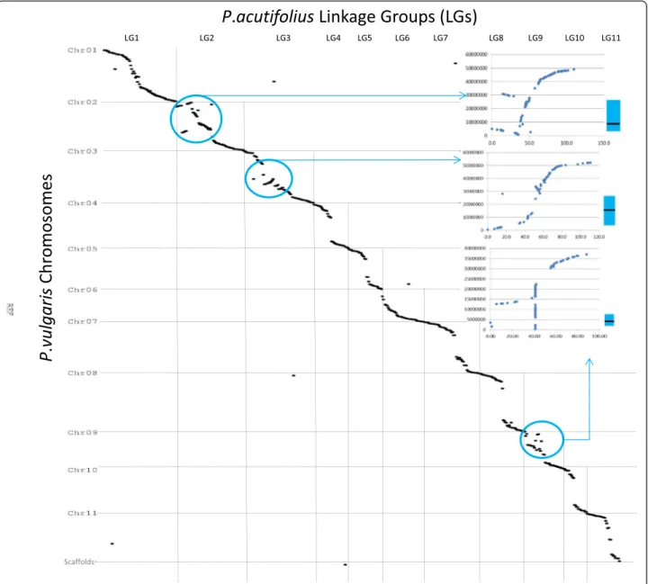 Fig. 6 Dot plot representing correspondences between Phaseolus acutifolius linkage groups LG1 to LG11 (top) and P
