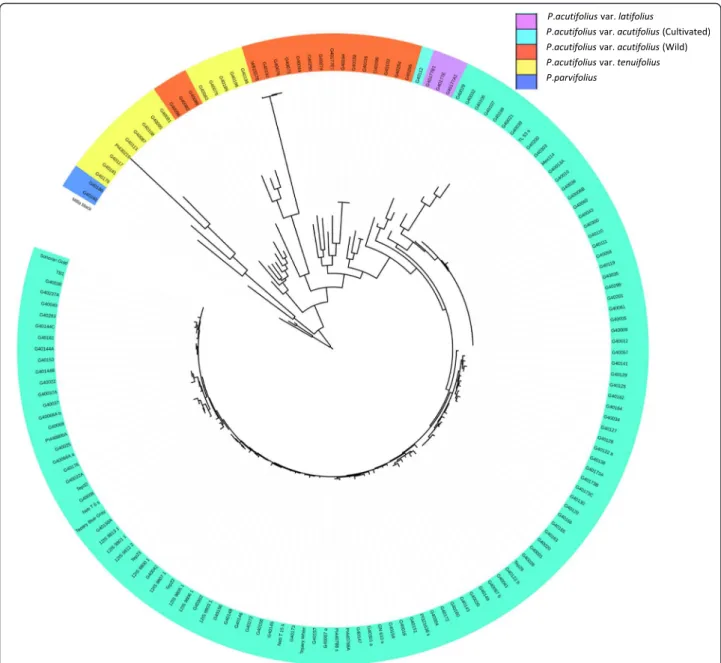 Fig. 3 Phylogenetic relationships among tepary bean (P.acutifolius var. actutifolius (cultivars), P.acutifolius var