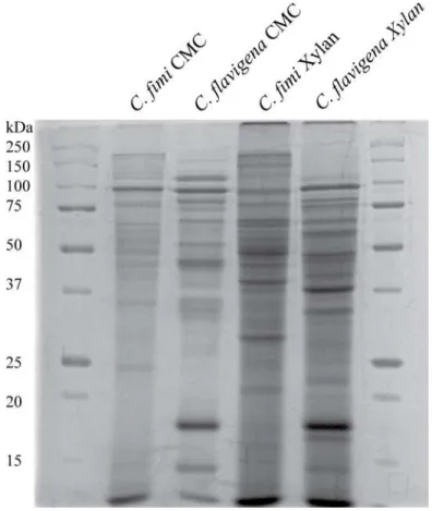 Fig 1. Example of the SDS-PAGE that was used for GelLC analysis of supernatant proteins