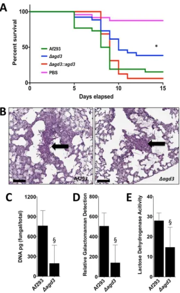 FIG 7 Culture filtrates from the ⌬ uge3 mutant complement the defects in adherence and cell wall morphology of ⌬ agd3 mutant