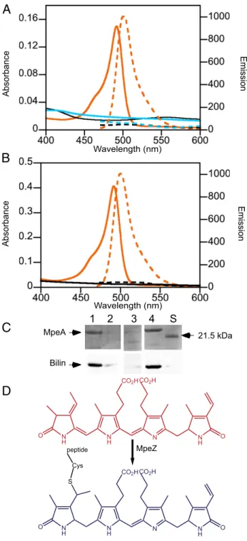 Fig. 1. mpeZ genome localization and expression. (A) mpeZ genome con- con-text: “psbA” denotes a fragment of psbA; “unk” denotes an unknown gene.