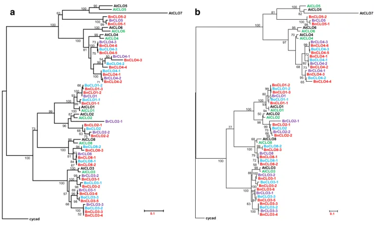 Fig. 4    Phylogenetic trees of caleosins in A. thaliana,  A. lyrata,  B. 