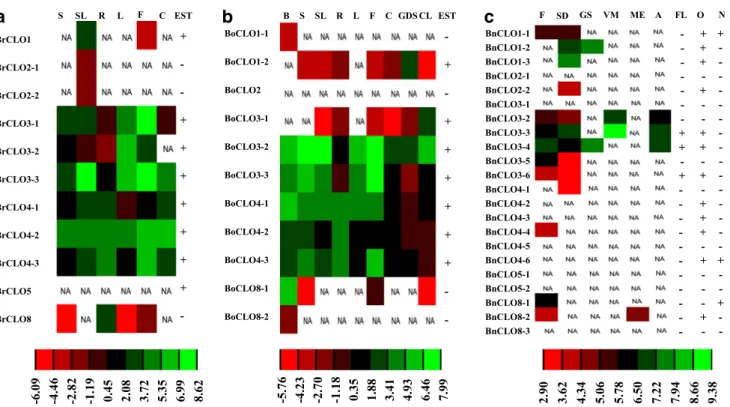 Fig. 5    Expression pattern of caleosin genes in B. rapa (a), B. olera- olera-cea (b), and B