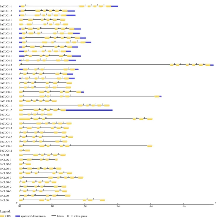 Fig. 6    Gene structure and intron phase of Cruciferous caleosins pre- pre-dicted by GSDS 2.0