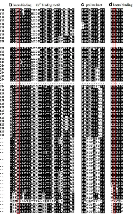 Fig. 1    Alignment of H-form insertion (a), Ca 2+  binding motif (b),  proline knot (c) and haem-binding motif (b,  d) from caleosins in A