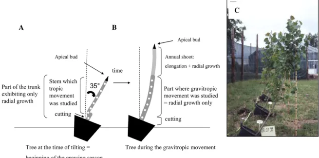 Figure 2. Experimental design to study the gravitropic movement due to radial growth. The part of the trunk that exhibited only radial growth appears in dark gray, the annual shoot appears in light gray, the apical bud is represented by a dark triangle