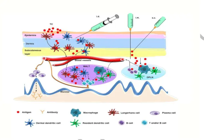 Figure 1. Potential mechanisms of systemic vaccination-induced mucosal antibody responses