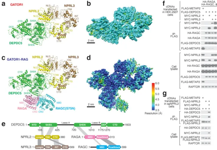 Figure 2. Architectures of GATOR1 and of the GATOR1-Rag GTPases complex