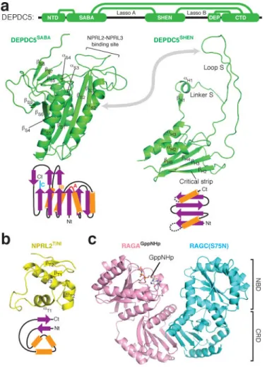 Figure 3. Domain structures within the GATOR1-Rag GTPases complex