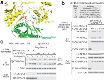 Figure 4. An intact GATOR1 is necessary for mTORC1 inhibition upon amino acid starvation a