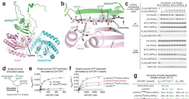 Figure 5. The Depdc5-Rag interaction represents an inhibitory state for GATOR1 a. Architecture of the SHEN domain-Rag GTPases interaction