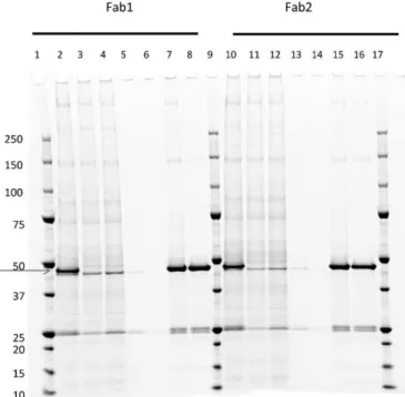 Fig. 3. Non-reducing SDS-PAGE and Sypro Ruby staining of ten different hybridoma- hybridoma-produced antibodies puriﬁed using Protein G HP with the Protein Maker (A) puriﬁed mAbs, (lanes 2 – 11)(B) ﬂow-through fractions (lanes 12 – 21), revealing no unboun