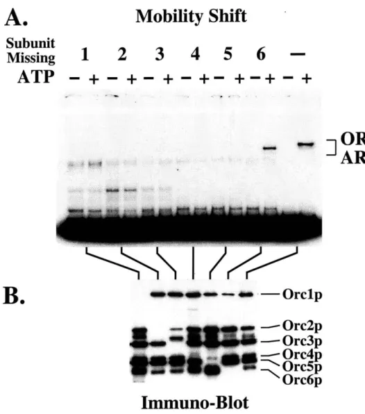 Figure  4.  DNA  binding  properties of  partial ORC  complexes.  (A)  Electro- Electro-phoretic  mobility  shift  analysis  of mutant  ORC  complexes  lacking  one  subunit incubated  with  a  radiolabeled ARSJ  fragment