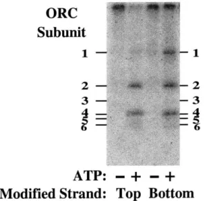 Figure  9.  BrdU  crosslinking  at ARSJ.  ARS1  fragments incorporating  BrdU  into  either  the  top-strand  or  the   bottom-strand  were  incubated  with  purified  ORC