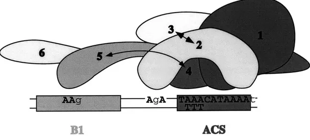Figure  10.  Model  of  ORC-origin  Core  interactions.  Residues  of ARSJ  whose chemical  modification  strongly  interferes  with  ORC-DNA  binding  are  indicated, and  matches  to  the  conserved  ARS  consensus  sequence  are  shown  in  bold  upper-