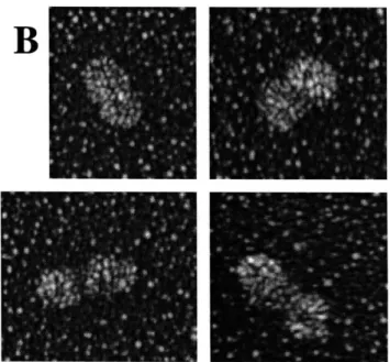 Figure  1.  ORC  is an  Elongated  Molecule  with Three  Lobes.  (A)  Uranyl  acetate negative  staining  of ORC  reveals  a  three-lobed  structure