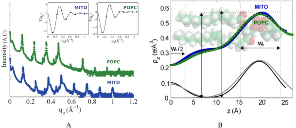 Figure 3. Electron density profiles of the mitochondria-like and POPC membranes. (A) The reflectivity curves for the mitochondria-like and POPC membranes (the latter was shifted upwards for clarity) show eight and nine well-developed Bragg peaks, respectiv