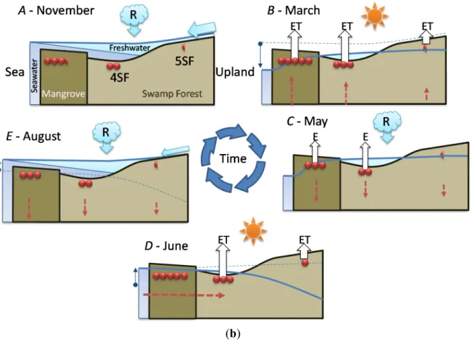 Figure 5. Seasonal relationships between seawater level, rainfall, water level and salinity at  the study sites