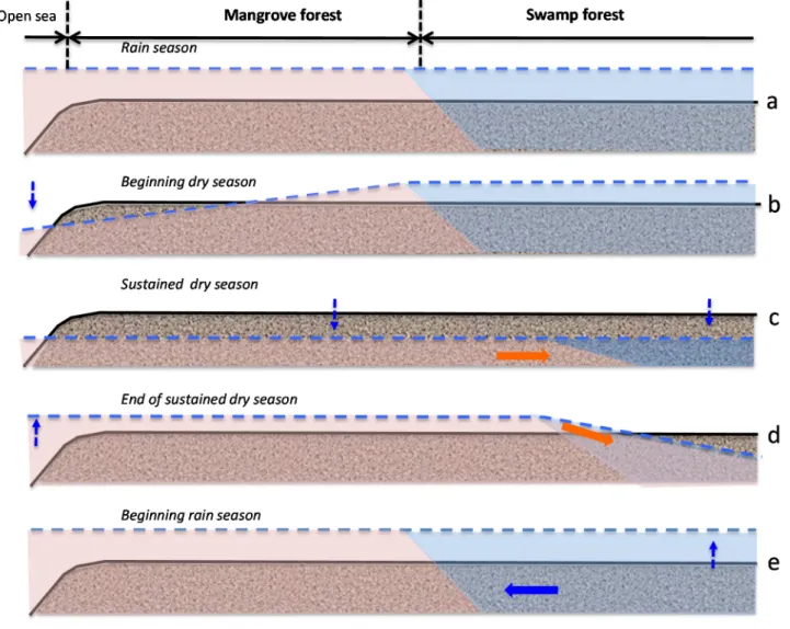 Figure 6. Idealized seasonal variations of the water table (dotted lines and dotted arrows)  along a mangrove/swamp forest transect in the coastal plain of a Caribbean island