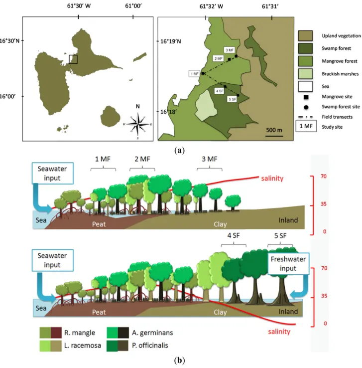 Figure 2. (a) Location of the Guadeloupe Archipelago in the Caribbean Sea, on the lesser  Antilles arc; study area on the eastern cost of the Grand Cul-de-Sac Bay, and location of the  sampling sites in the mangrove forest (1MF to 3MF, respectively R