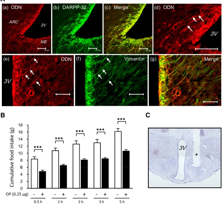 FIG. 2. Arcuate endozepines regulate feeding behavior. A, top row: Hypothalamic section labeled with ODN (a, c, and d) and dopamine- and cAMP- cAMP-regulated phosphoprotein-32 (DARPP-32) (b and c) antibodies