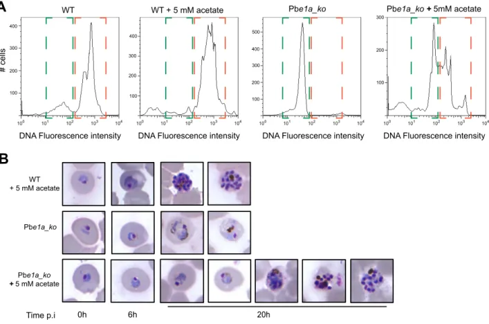 Figure 6. Acetate complementation of P.berghei BCKDH null mutants. (A) Following in vitro invasion of normocytes with WT or Pbe1a_ko, parasites were allowed to mature in vitro for 20 h in media supplemented or not with 5 mM acetate