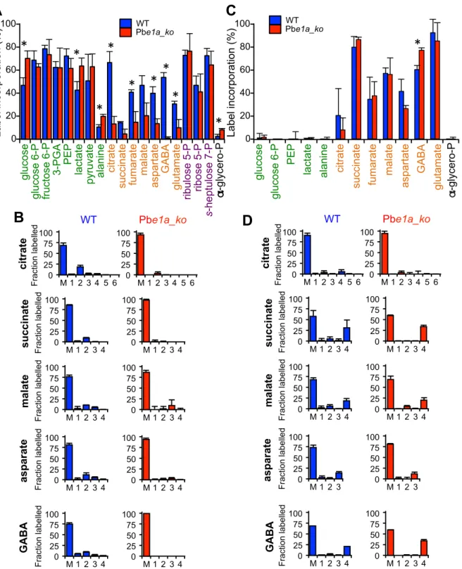 Figure 5. P. berghei parasites lacking the BCKDH-E1a subunit exhibit a perturbed TCA cycle