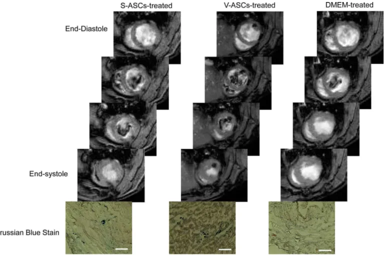 Figure 8.  Representative magnetic resonance images and Prussian blue-stained tissue sections of the rat hearts