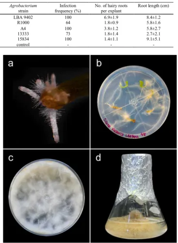 Figure 2: Developing hairy root from a cotyledon leaf of  S. vulgaris after inoculation  with LBA9402