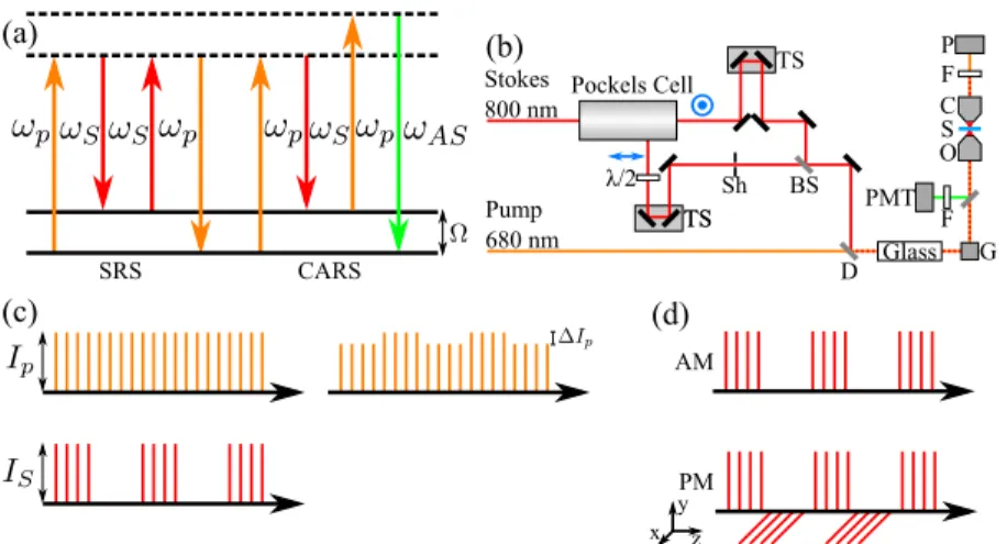 Fig. 1. Principle of AM-PM SRS microscopy. (a) Energy level diagram for SRS and CARS microscopy