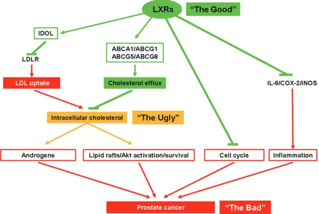 Figure 1. LXRs and prostate physiology: potential beneficial actions of LXRs over prostate cancer