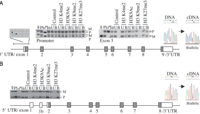 Fig. 4. Absence of placental imprinting at the human GATM and DCN genes. (A) The human GATM gene maps to human chromosome 15q21.1 and its mouse orthologue exhibits maternal-specific expression limited to placenta