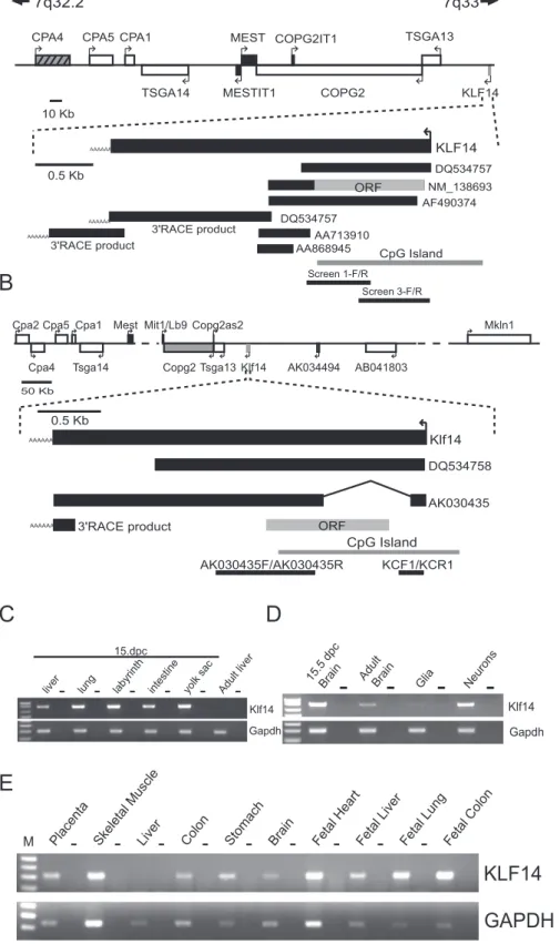 Figure 1. Human and Murine KLF14 Structure and Expression