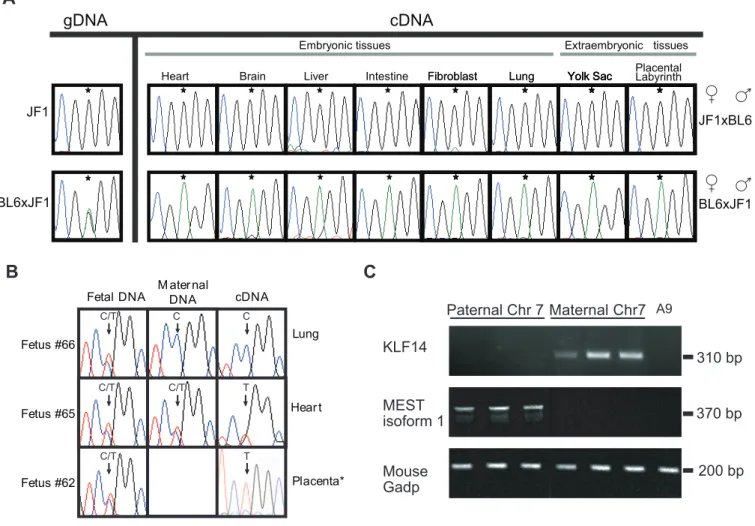 Figure 2. Imprinting Analysis of Human and Murine KLF14
