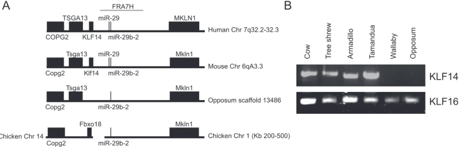 Figure 4. Retrotransposition of KLF14 and Mammalian Evolution