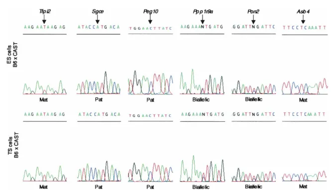 Figure 3. Allele-specific expression in murine ES and TS cells. Sequence analysis of RT-PCR was used to investigate the allele-specific expression of genes within the Peg10 domain in undifferentiated C57BL/6J (B6) ⳯ M