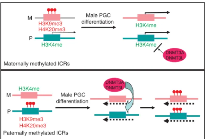 Figure 6 Model for imprint acquisition in male germ cells. At the maternally methylated ICRs (upper part), which comprise  promo-ters, during male PGC differentiation there is loss of repressive histone methylation and acquisition of biallelic H3 K4 methyl