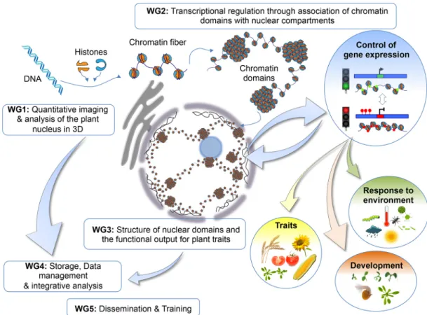 Fig. 1. The INDEPTH workgroups and their meeting topics. DNA in eukaryotic organisms is organised into chromatin, which plays a critical role in regulating genome function by packaging and compartmentalising DNA, and controlling access of the cellular mach