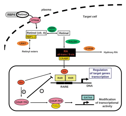 Fig. 1.   A conceptual model describing RA synthesis and signaling  in target cells’ retinol transported in the plasma bound RBP4  (plasma retinol-binding protein)
