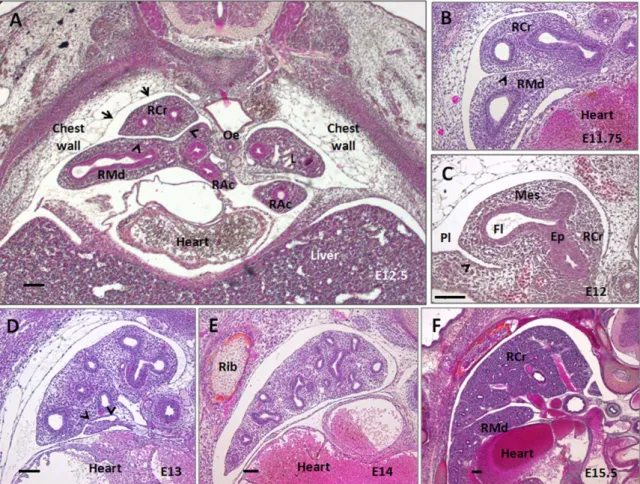 Figure 2. Lung lobe packing in the mouse fetus thorax. Transversal sections of the thorax are performed at the embryonic day indicated and stained with HPS to show the in vivo relationships of the mouse lung
