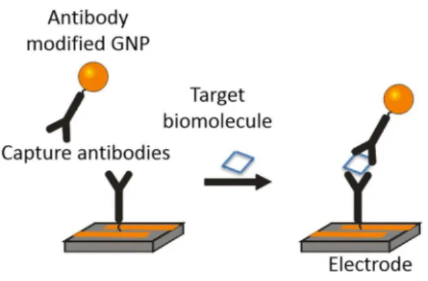 Figure 2. An example of the mechanism used for biomolecule detection. Here the target  biomolecule allows for a connection between the modified GNP and electrode surface